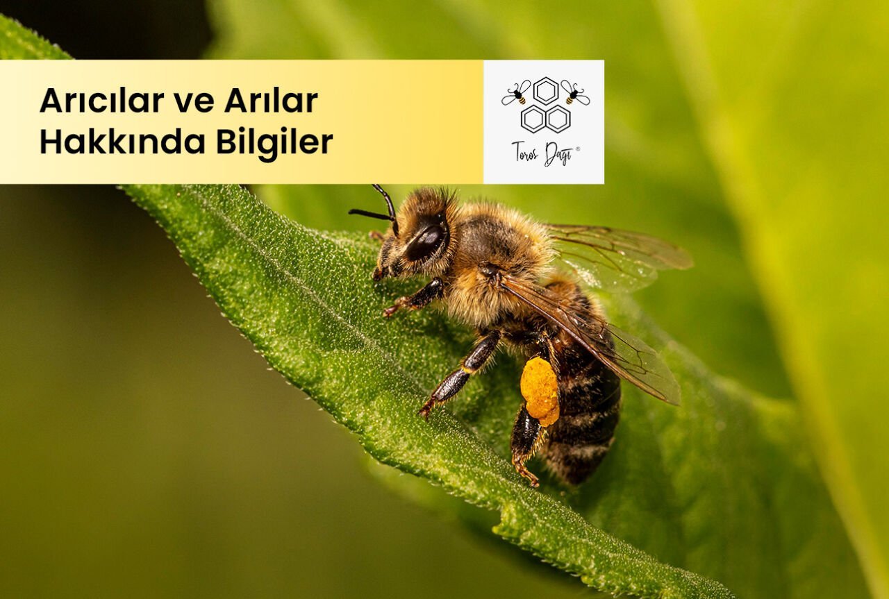 Arıcılar ve Arılar Hakkında Bilinmeyen 20 Bilgi 