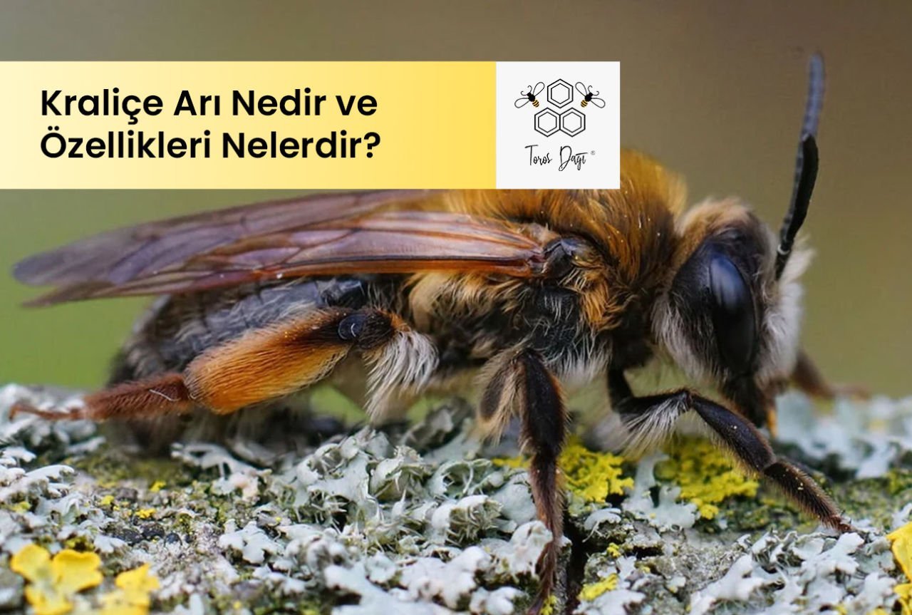 Kraliçe Arı Nedir ve Özellikleri Nelerdir?