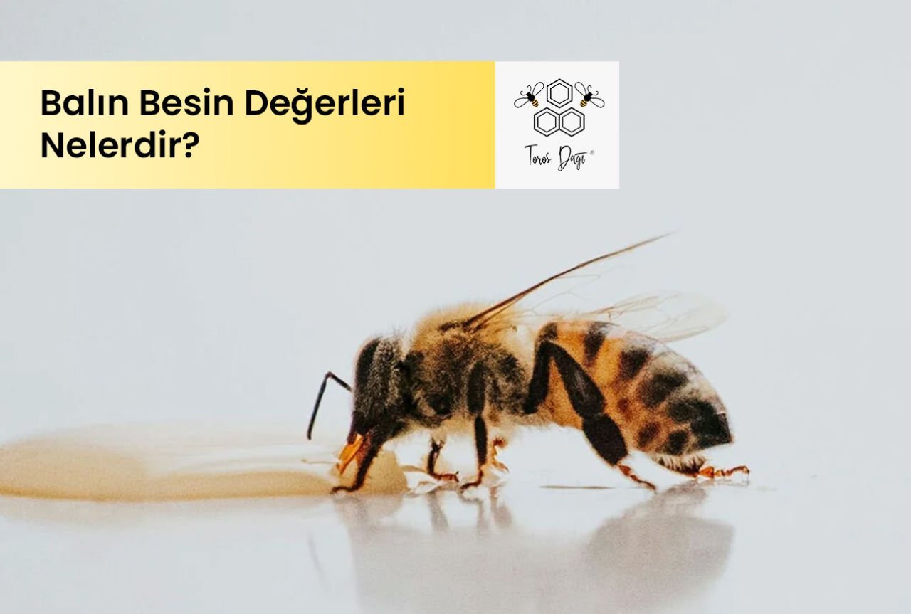 Balın Besin Değerleri Nelerdir?