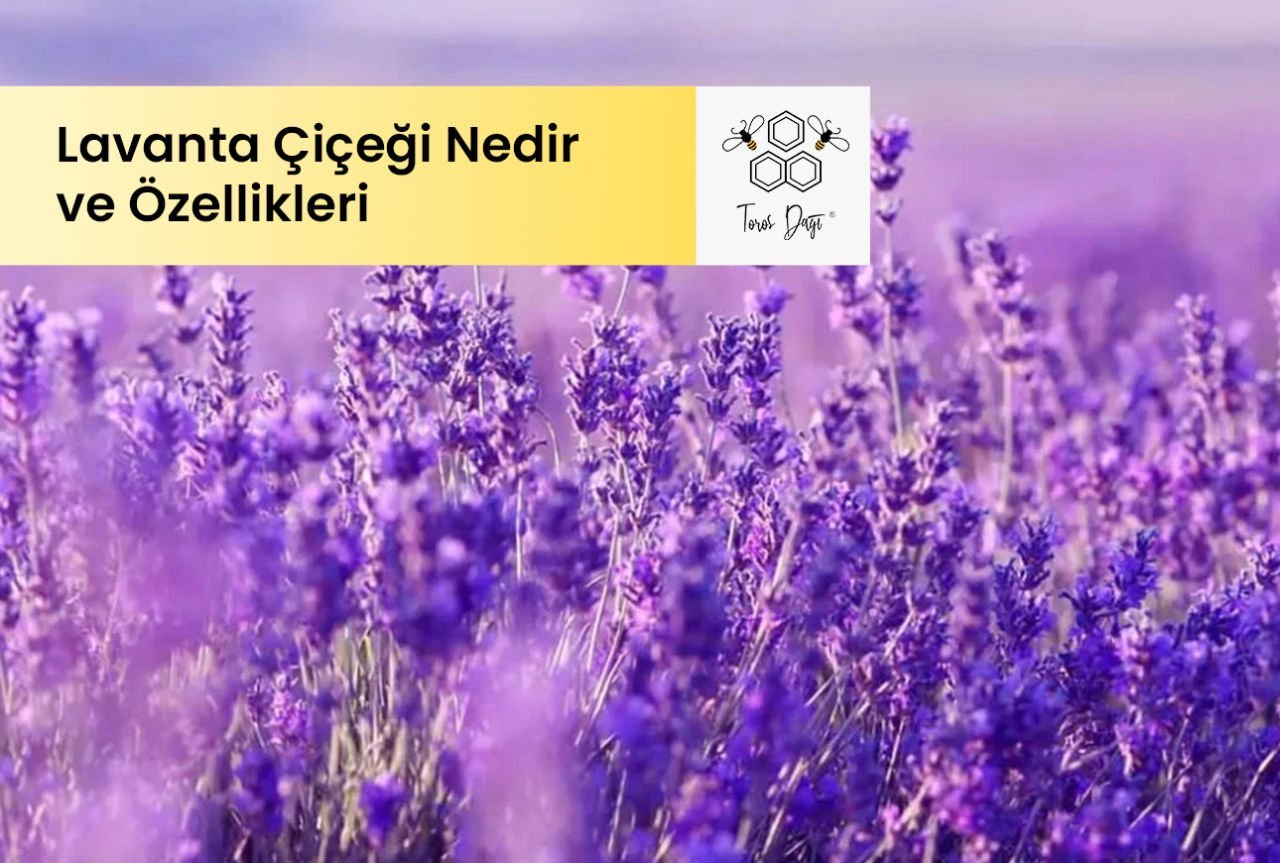 Lavanta Çiçeği Nedir ve Özellikler Nelerdir?