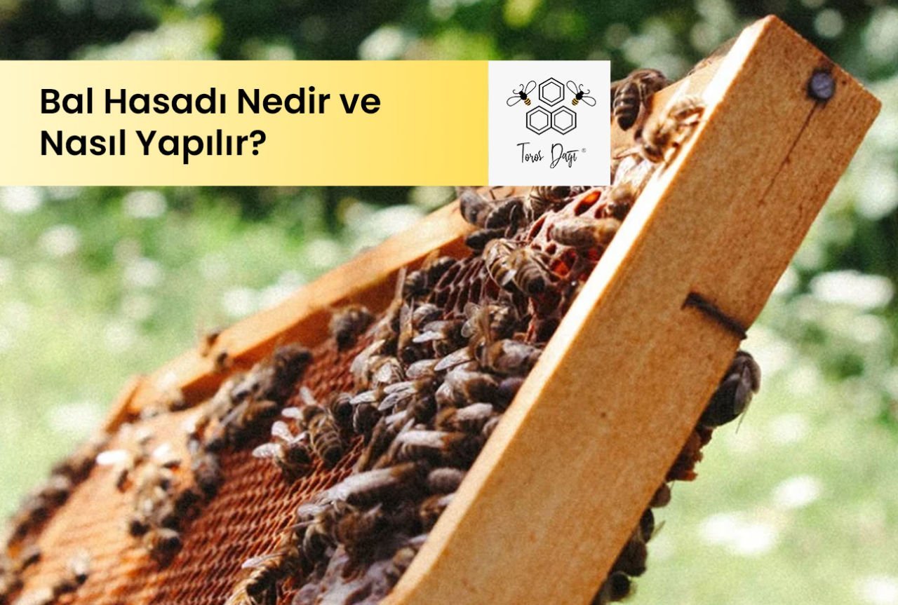 Bal Hasadı Nedir?