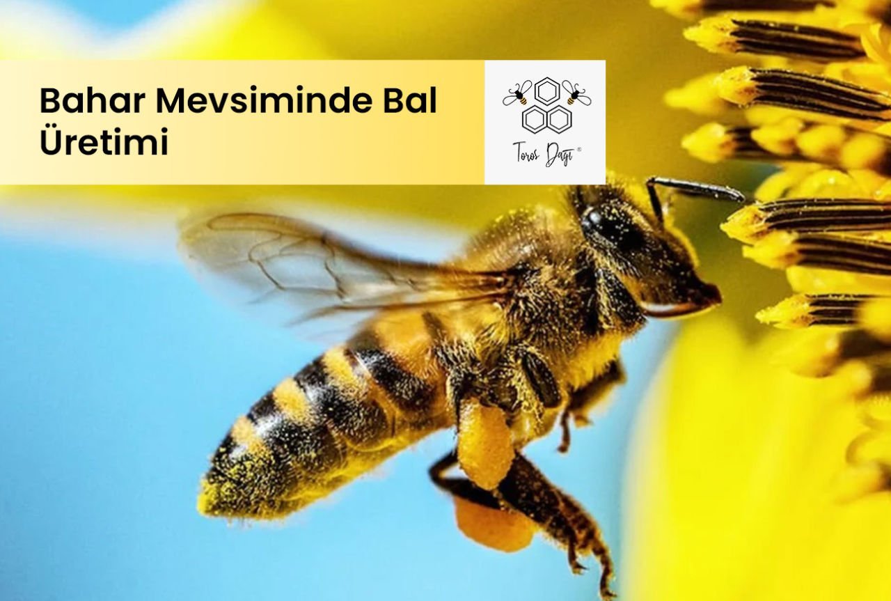 Bahar Mevsiminde Bal Üretimi