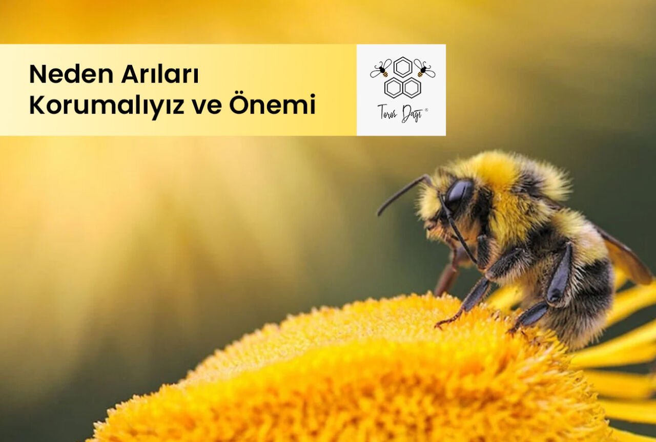 Neden Arıları Korumalıyız? Arıların Önemi
